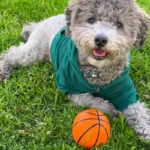 Dog Toy Ball Basketball / Soccer / Rugby Shape Pet Toys Outdoor Exercise for Medium & Large Breed Interactive Pet Supplies TMZ - Image 5