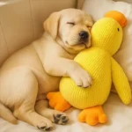 Dog Toy Plush,Sleeping Duck With Sound Pet Interactive Plush Bite Resistant Teeth Grinding Puppy Cat Relieve Boredom Pet Product - Image 5