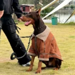 Big Dog Clothes Winter Large Dog Coat Jacket Samoyed Husky Border Collie Labrador Golden Retriever Weimaraner Clothing Apparel - Image 6