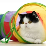 Cat Tunnel Tube Foldable Cat Toys Kitty Training Interactive Fun Toy Tunnel Bored for Puppy Kitten Pet Supplies Cat Accessories - Image 3
