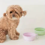 350ml Pet Foldable Bowl Portable Silicone Bowl For Dogs Cats Outdoor Feeding Pet Supplies - Image 2