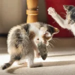 Wind up Mouse Cat Toy Wind Funny Running Mouse Cat Pet Teasing Interactive Toys soft Stuffed Cat Kitten Prank Toy Gift - Image 2