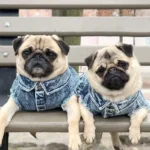 Pet Dog Jeans Jacket Denim Coats Holes Cats Puppy Vest French Bulldog Small Dog Clothes Spring/Autumn Apparel Fashion - Image 2
