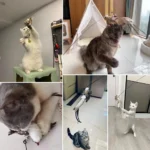 Simulation Bird Interactive Funny Cat Stick Toy Furry Feather Bird With Bell Sucker Cat Stick Toy Kitten Playing Pet Accessories - Image 5