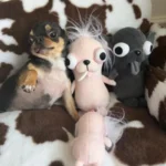 Funny Chihuahua Puppy Plush Pendant Ugly And Cute Creative Dog Plush Toy Backpack Abstract Plush Keychain Gift Plush Pet Toys