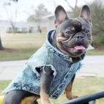 Pet Dog Jeans Jacket Denim Coats Holes Cats Puppy Vest French Bulldog Small Dog Clothes Spring/Autumn Apparel Fashion