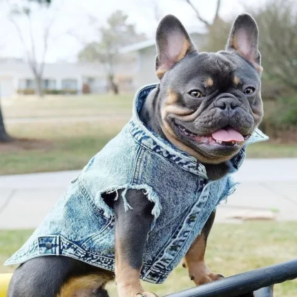 Pet Dog Jeans Jacket Denim Coats Holes Cats Puppy Vest French Bulldog Small Dog Clothes Spring/Autumn Apparel Fashion