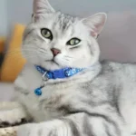 Cute Cat Dog Collars with Bell for Small Dogs Personalized Breakaway Dog Collars Luxury Designer for Cat Adjustable Accessories - Image 4