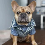 Pet Dog Jeans Jacket Denim Coats Holes Cats Puppy Vest French Bulldog Small Dog Clothes Spring/Autumn Apparel Fashion - Image 5