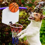 Dog Toy Ball Basketball / Soccer / Rugby Shape Pet Toys Outdoor Exercise for Medium & Large Breed Interactive Pet Supplies TMZ - Image 2