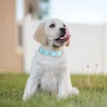 Bone Rivets Leather Dog Collar Colourful Puppy Neck Strap Collar For Small Medium Large Dogs Cat Pug Chihuahua Accessories S-XL - Image 6