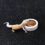 Reptile Food Bowl Feeding and Watering Bowl Anti-Escape Ceramic Feeding and Watering Bowl Anti-Escape Super Worm Feeder - Image 2