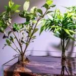 Transparent Aquarium Plant Holder Hanging Fish Tank Plant Pot Plant Growth Tool for Plant Cultivation Aquarium Decor - Image 2