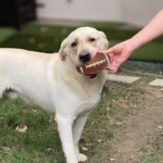 Dog Toy Ball Basketball / Soccer / Rugby Shape Pet Toys Outdoor Exercise for Medium & Large Breed Interactive Pet Supplies TMZ - Image 6