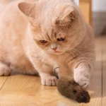 Wind up Mouse Cat Toy Wind Funny Running Mouse Cat Pet Teasing Interactive Toys soft Stuffed Cat Kitten Prank Toy Gift - Image 3