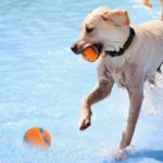 Indestructible Squeaky Ball Dog Toy Chew Resistant Tennis Ball Bouncy Interactive Training Play for Aggressive Chewers