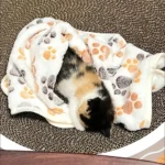 Warm Pet Cat Blanket Autumn Winter Cozy Thicken Fleece Kitten Footprint Bed Mat for Small Medium Big Cats Dog Chihuahua Supplies - Image 6