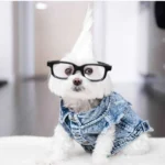 Pet Dog Jeans Jacket Denim Coats Holes Cats Puppy Vest French Bulldog Small Dog Clothes Spring/Autumn Apparel Fashion - Image 3